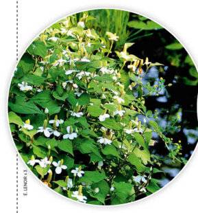 L'Ami des Jardins 1168 LES PLANTES AQUATIQUES : UN EXCELLENT PAILLAGE !