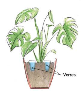L'Ami des Jardins 1168 UN AIR PAS TROP SEC POUR LES PLANTES DU SALON