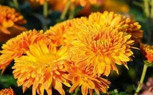L'Ami des Jardins 1168 VIVE LES CHRYSANTHÈMES !