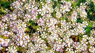 L'Ami des Jardins 1168 PLANTER UN BONBON-DE-MINUIT