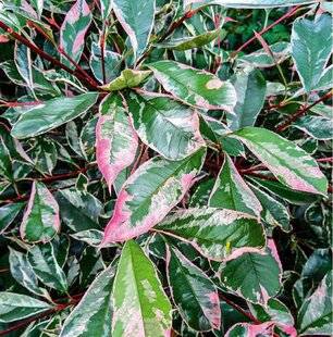 L'Ami des Jardins 1168 DES PHOTINIAS POUR ANIMER L'HIVER
