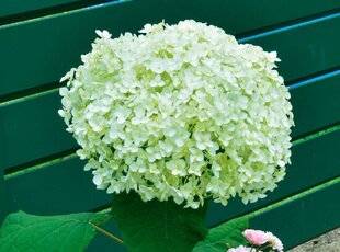 L'Ami des Jardins 1168 Quelle est cette plante ?