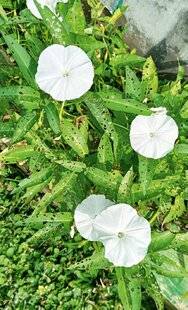 L'Ami des Jardins 1168 Se débarrasser du liseron
