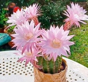 L'Ami des Jardins 1168 FASCINANT CACTUS