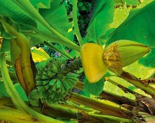 L'Ami des Jardins 1168 UN BANANIER PRODUCTIF