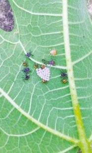 L'Ami des Jardins 1168 De drôles de bestioles sur mon figuier !