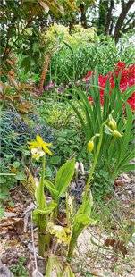 L'Ami des Jardins 1168 UNE PÂTURE ORNEMENTALE