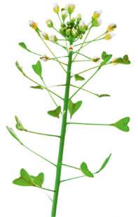L'Ami des Jardins 1168 LA BOURSE-À-PASTEUR la plante antisaignement