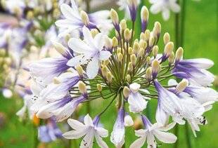 L'Ami des Jardins 1168 AGAPANTHE 'TWISTER'