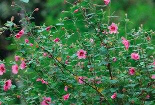 L'Ami des Jardins 1168 MAUVE DU CAP