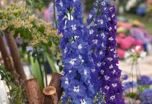 L'Ami des Jardins 1168 DELPHINIUM PACIFIC