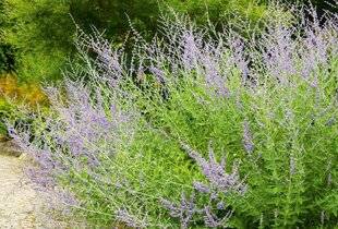 L'Ami des Jardins 1168 SAUGE D'AFGHANISTAN