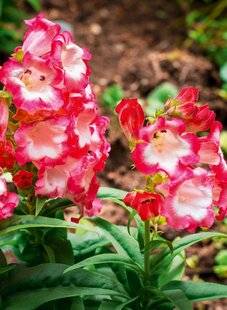 L'Ami des Jardins 1168 PENSTEMON PENTASTIC