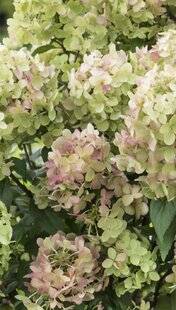 L'Ami des Jardins 1168 Hortensia paniculé Petite® 'Star'