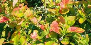 L'Ami des Jardins 1168 Myrtille 'Yello!Belloblue'