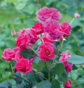 L'Ami des Jardins 1168 Rosier Voluptia® 'Crazy Pink'