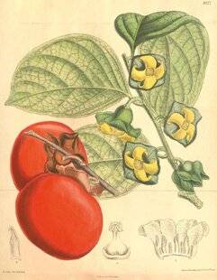 L'Ami des Jardins 1168 LE KAKIER