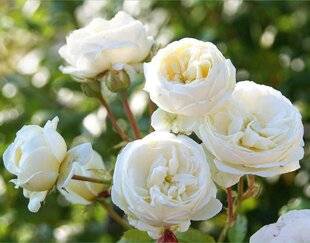 L'Ami des Jardins 1169 Une rose romantique pour un destin tragique