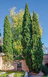 L'Ami des Jardins 1169 Des arbres et arbustes qui ne prennent pas de place