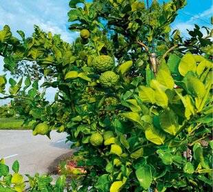L'Ami des Jardins 1169 À CHAQUE RÉGION SON CLIMAT