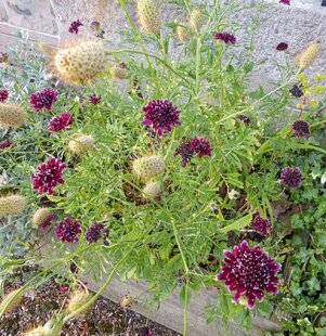 L'Ami des Jardins 1169 SEMER UNE BELLE VAGABONDE