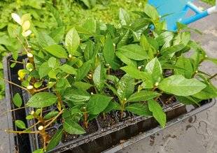 L'Ami des Jardins 1169 BOUTURER DES FEUILLUS