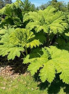 L'Ami des Jardins 1169 Exotique