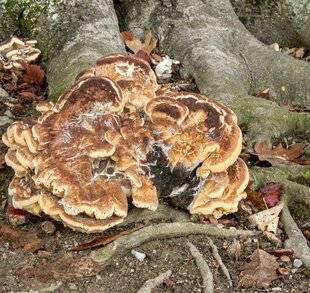 L'Ami des Jardins 1169 UN GÉANT, LE POLYPORE