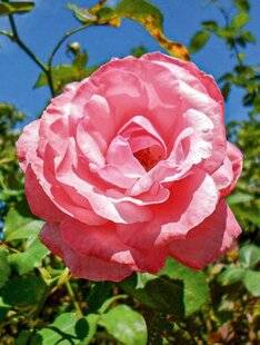 L'Ami des Jardins 1169 PLANTER LE MYTHIQUE ROSIER 'FOLLETTE'