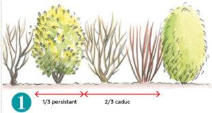 L'Ami des Jardins 1169 MARIER LES PERSISTANTS DANS UNE HAIE