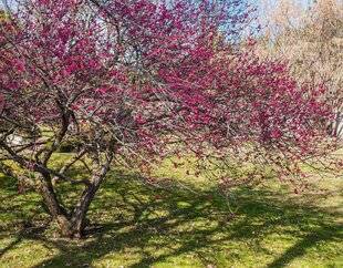 L'Ami des Jardins 1169 FAUT-IL TAILLER LES PRUNUS ?