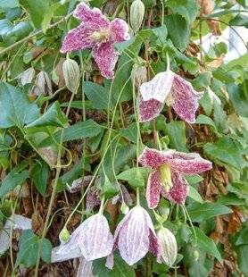 L'Ami des Jardins 1169 EN FLEUR À NOËL