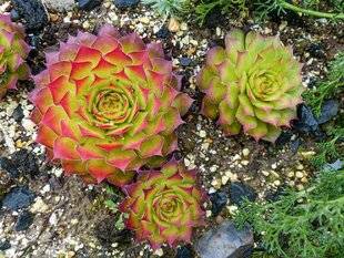 L'Ami des Jardins 1169 DES JOUBARBES COLORÉES