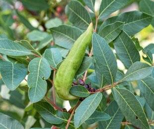 L'Ami des Jardins 1169 DE CURIEUSES GROSSEURS SUR LE PISTACHIER TÉRÉBINTHE