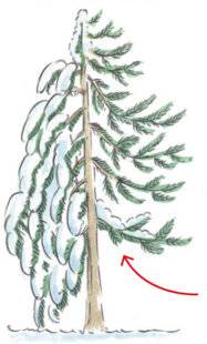 L'Ami des Jardins 1169 FAUT-IL LAISSER LA NEIGE SUR LES PLANTES ?