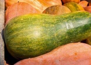 L'Ami des Jardins 1169 LA SUCRINE SE FAIT DÉSIRER