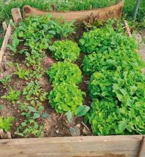 L'Ami des Jardins 1169 AMÉLIORER LE DRAINAGE EN TERRE LOURDE