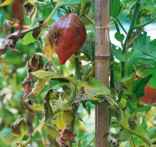 L'Ami des Jardins 1169 COMMENT SE DÉBARRASSER DU MILDIOU