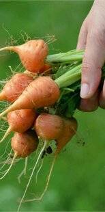 L'Ami des Jardins 1169 SEMER DES CAROTTES PRIMEURS