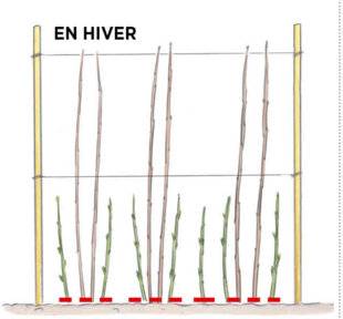 L'Ami des Jardins 1169 TAILLER LES FRAMBOISIERS REMONTANTS