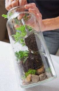 L'Ami des Jardins 1169 UN TERRARIUM COMME DÉCOR DE NOËL