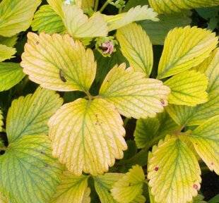 L'Ami des Jardins 1169 DÉTECTER UN MANQUE DE FER