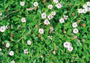 L'Ami des Jardins 1169 Quelle est cette plante ?