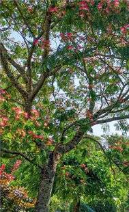 L'Ami des Jardins 1169 Est-il possible de tailler l'albizia ?