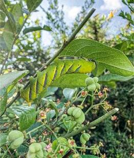 L'Ami des Jardins 1169 Mon fusain est visité