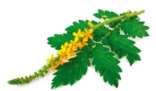 L'Ami des Jardins 1169 L'AIGREMOINE soulage les troubles digestifs