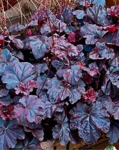 L'Ami des Jardins 1169 HEUCHÈRE 'OBSIDIAN'