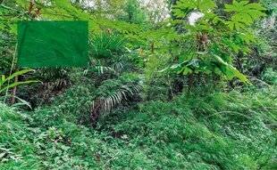 L'Ami des Jardins 1169 LE LIVRE DE SA JUNGLE