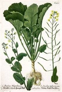 L'Ami des Jardins 1169 LE BROCOLI