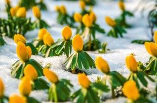 L'Ami des Jardins 1170 Même pas froid !